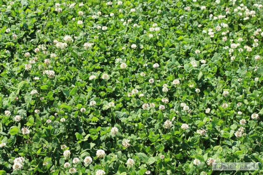 хороший ползучий клевер