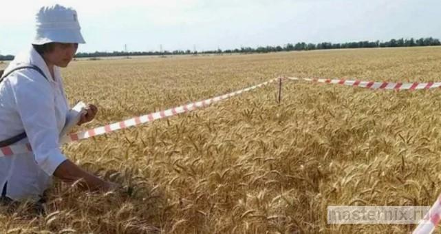 Проведение полевой апробации семенных посевов экспертом семенной инспекции