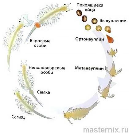 Набор для выращивания рачков Морские Обезьянки Инструкция