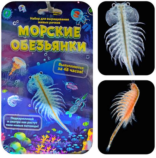 Набор для выращивания живых рачков «Морские Обезьянки»