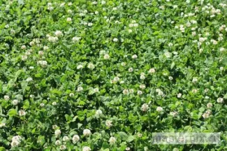 клевер ползучий