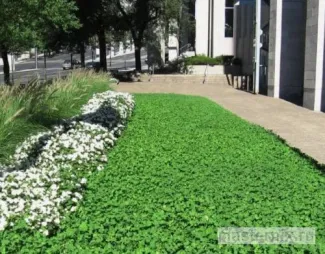 клевер ползучий