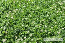 клевер ползучий