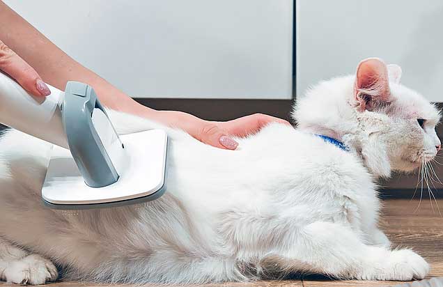 Обзор груминг-станции Dreame Trouver G1 Pro