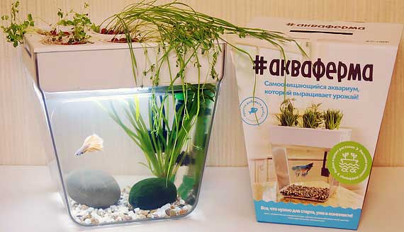 Обзор Аквафермы: рыбные сады на подоконнике